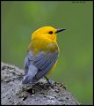 _5SB0829 prothonotary warbler
